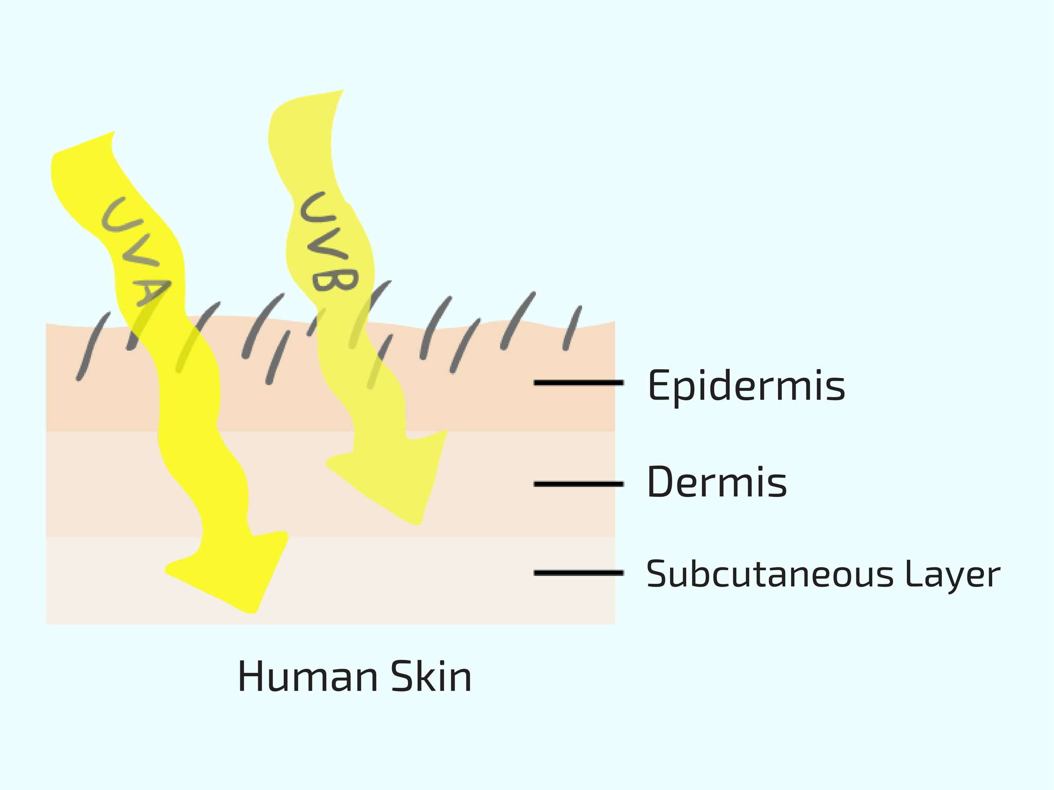 juliet-station-epidermis-dermis-subcutaneous-layer