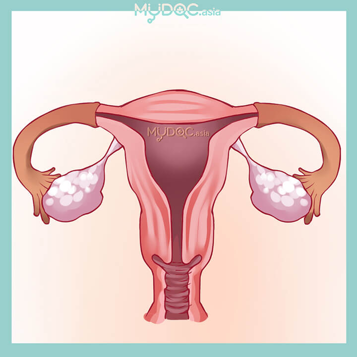 Obstetrics & Gynaecology (Women Specialist)